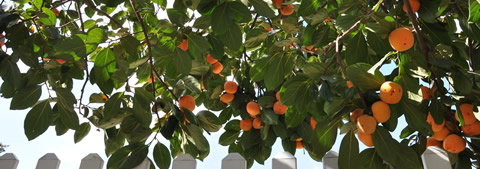 設(shè)計生態(tài)植物群落