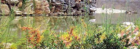 選擇經(jīng)濟果木