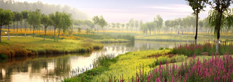 選擇后期養(yǎng)護管理費用低的植物