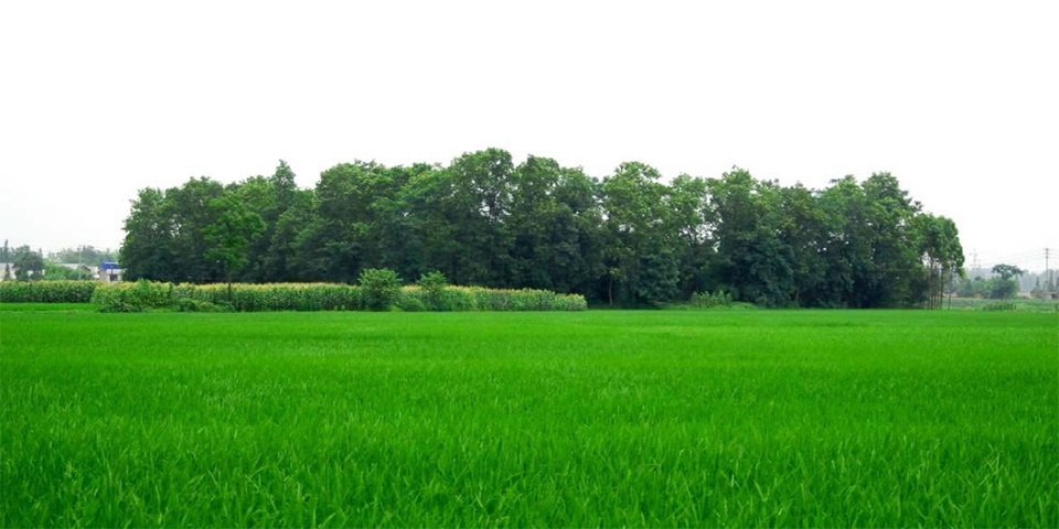 1591683129785479.jpg 6.jpg