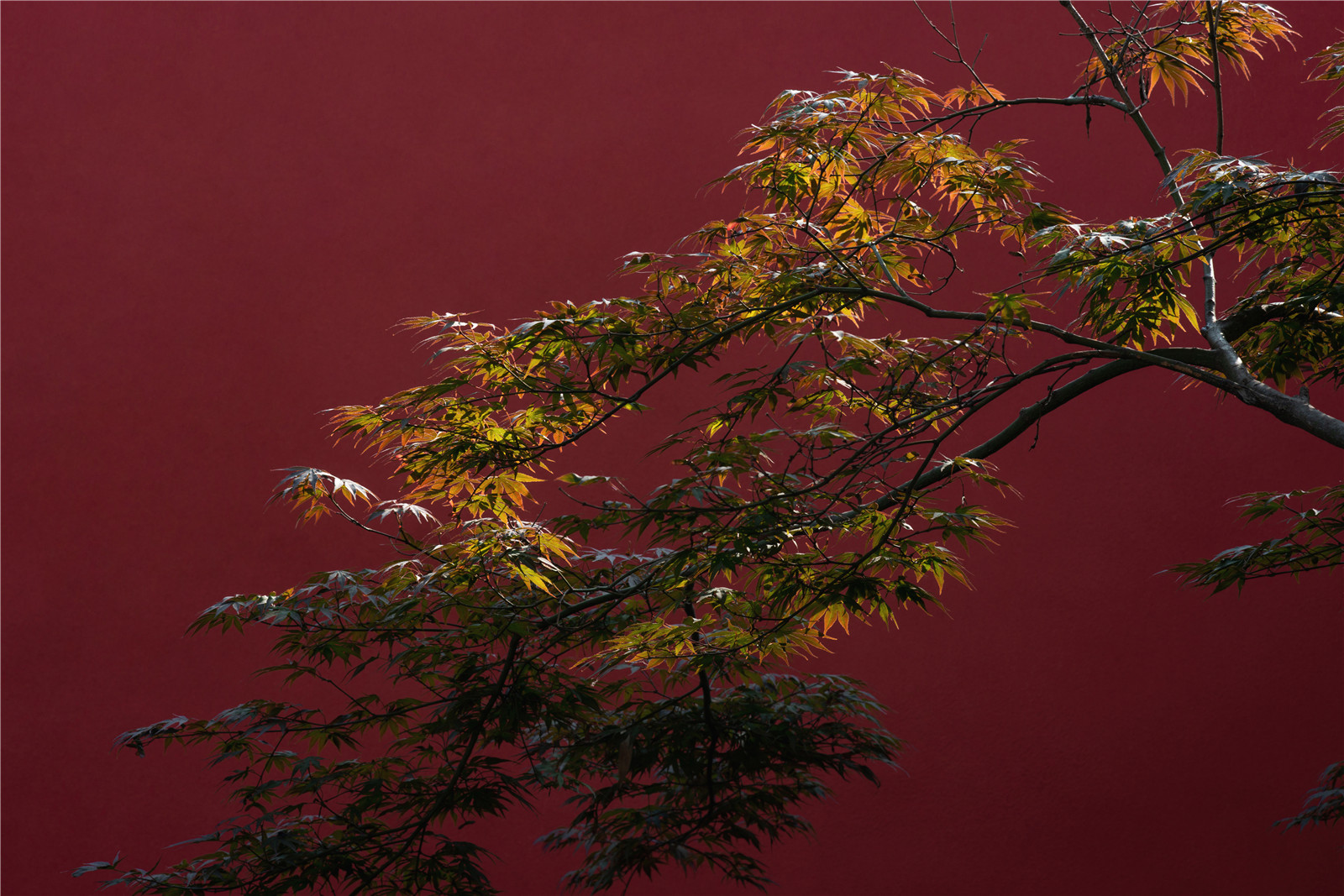 1623986798987049.jpg _DSC0466.jpg