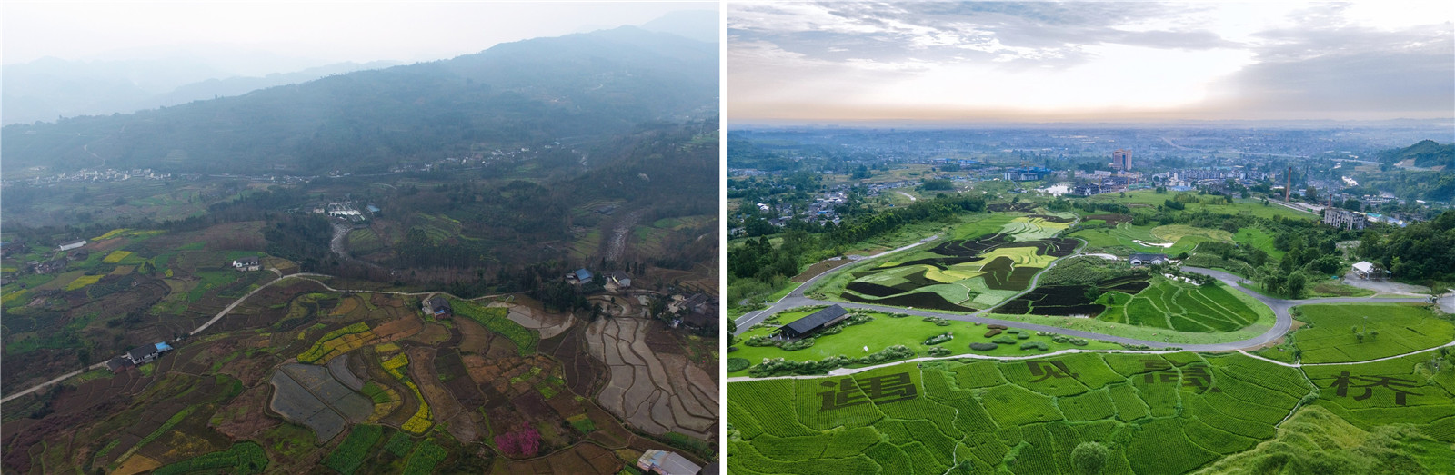 08-前后稻田對比 ?樂道景觀.jpg