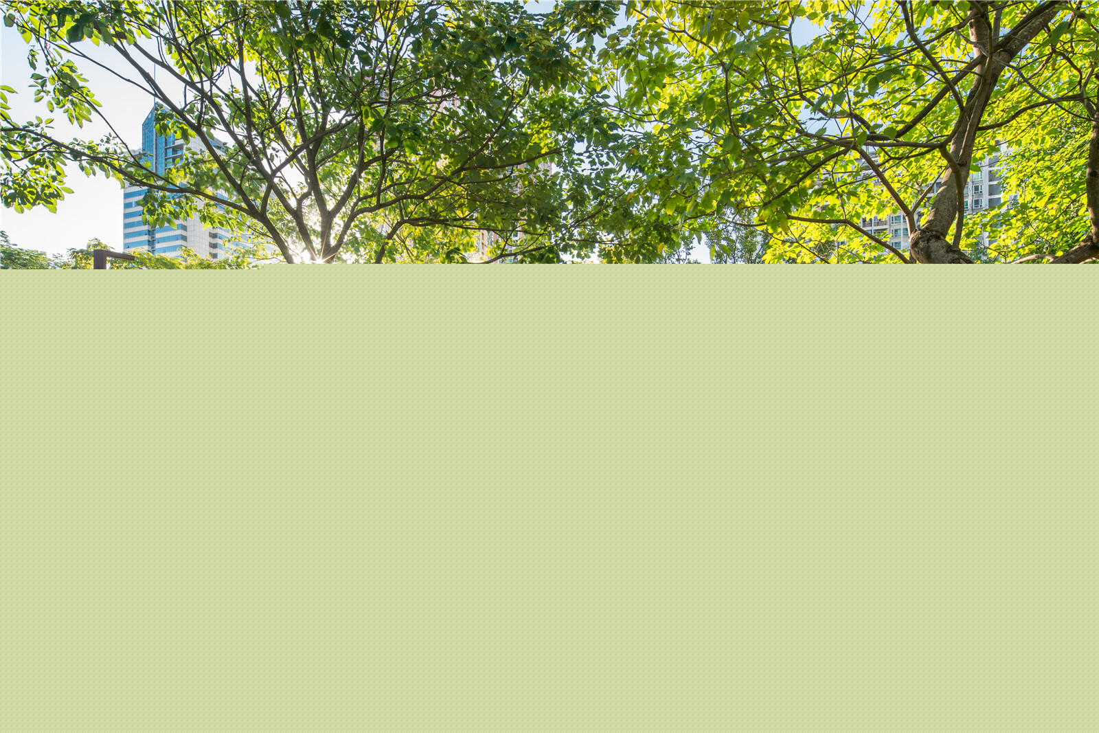 16 透過樹縫的陽光.jpg