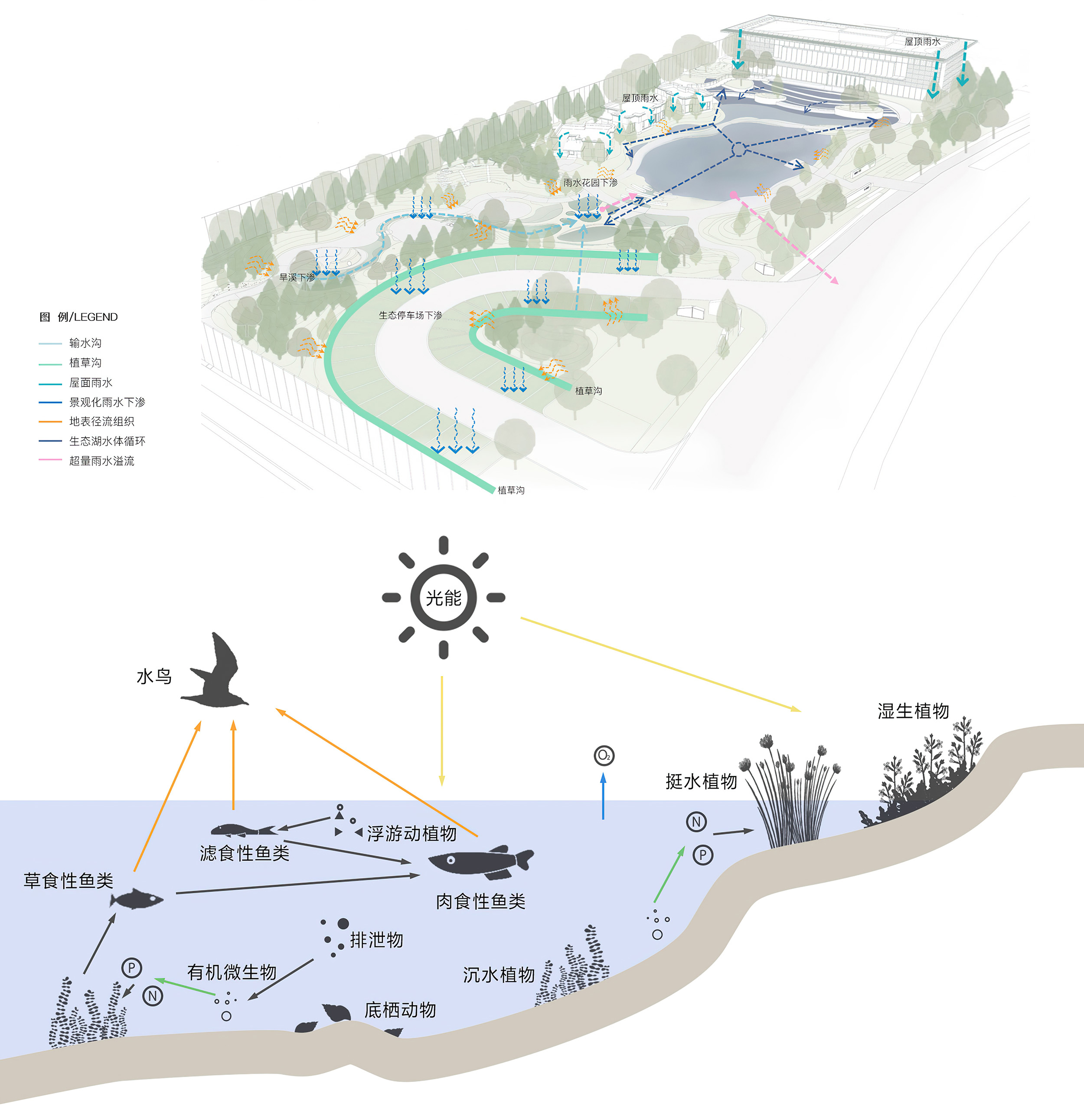 1668049045521296.jpg 圖2 海綿體系及生態(tài)策略圖.jpg