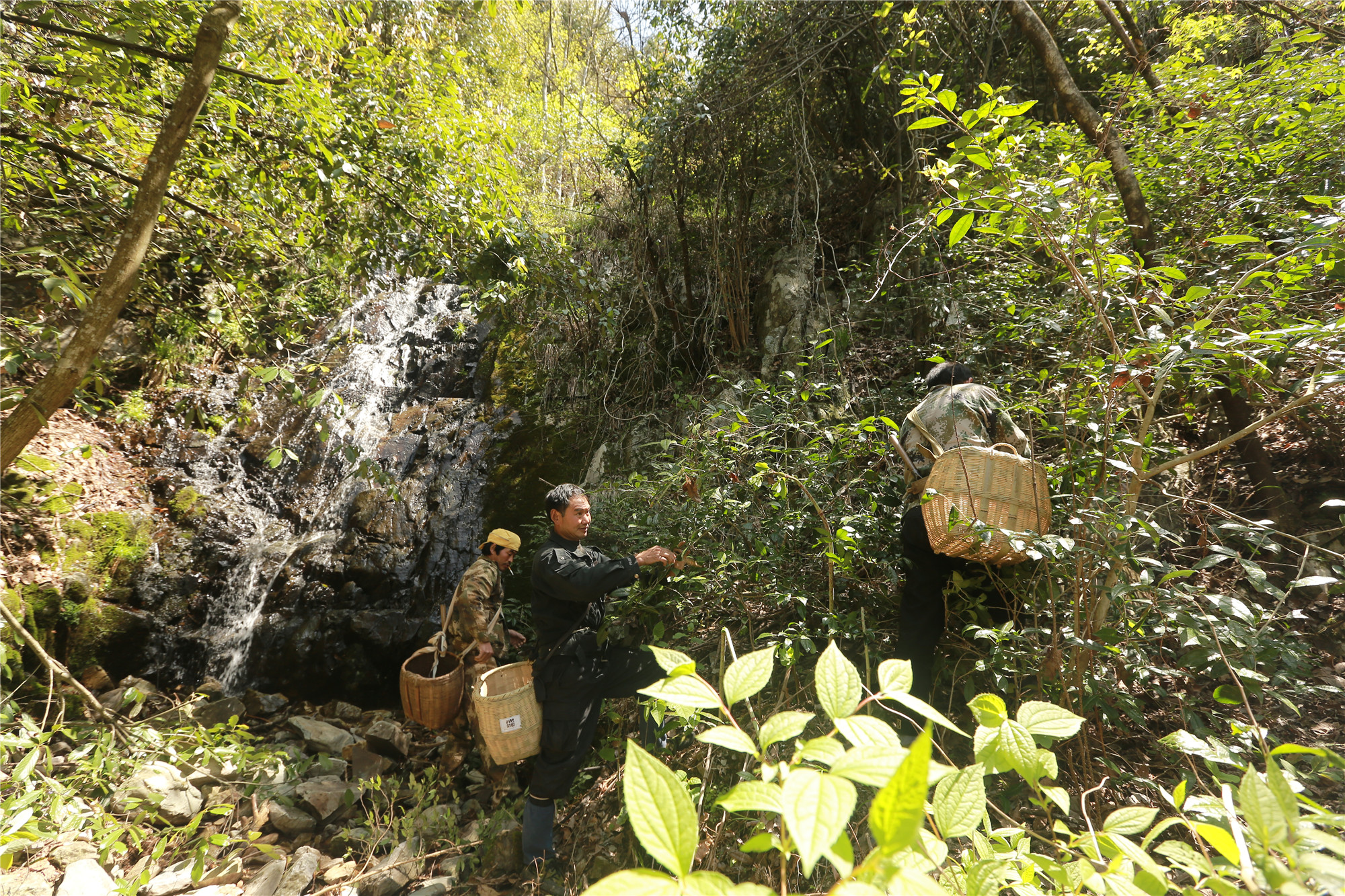 圖3 巡檢司村民采茶圖.jpg